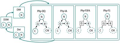 Enhancing Ocean Biogeochemical Models With Phytoplankton Variable Composition